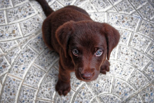 Understanding Dog Scooting: Causes, Symptoms, and How to Help