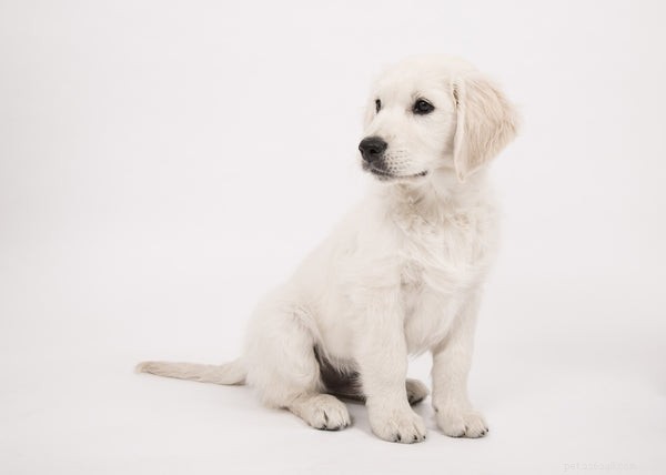 Understanding Dog Scooting: Causes, Symptoms, and How to Help