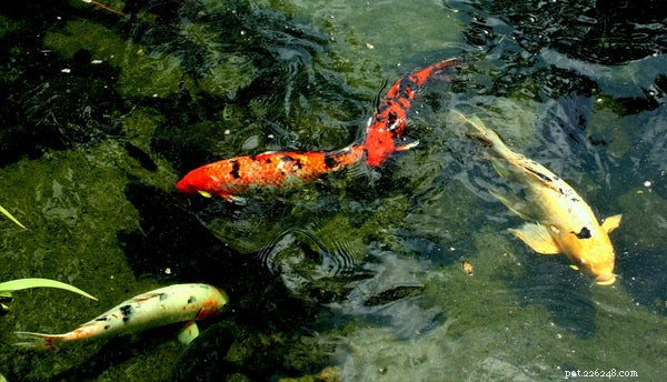 Creative & Unique Pet Fish Names: Choose the Perfect Name for Your New Aquatic Companion