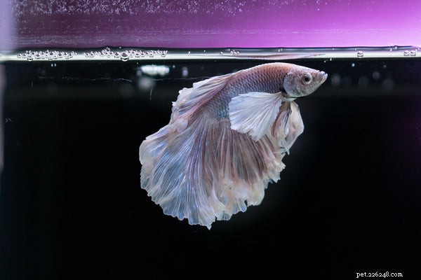 Creative & Unique Pet Fish Names: Choose the Perfect Name for Your New Aquatic Companion