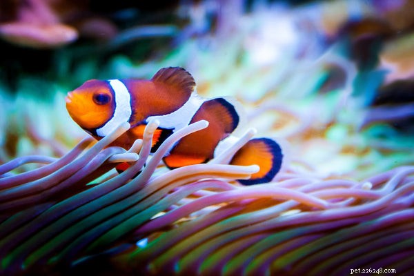 Creative & Unique Pet Fish Names: Choose the Perfect Name for Your New Aquatic Companion
