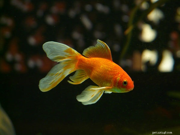 Creative & Unique Pet Fish Names: Choose the Perfect Name for Your New Aquatic Companion