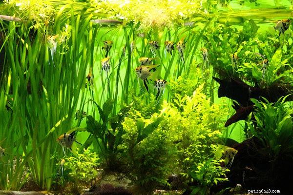 Creative & Unique Pet Fish Names: Choose the Perfect Name for Your New Aquatic Companion