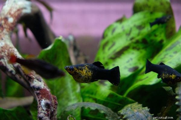 Creative & Unique Pet Fish Names: Choose the Perfect Name for Your New Aquatic Companion