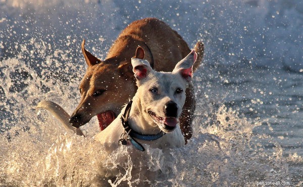 Dog Bites: Key Prevention and Treatment Tips