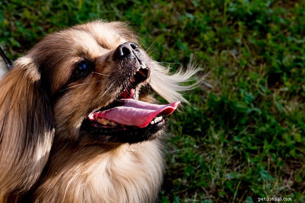 Dog Bites: Key Prevention and Treatment Tips