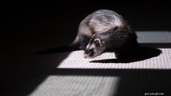 Maximizing Ferret Longevity: Expert Care Tips for a Healthy, Happy Life