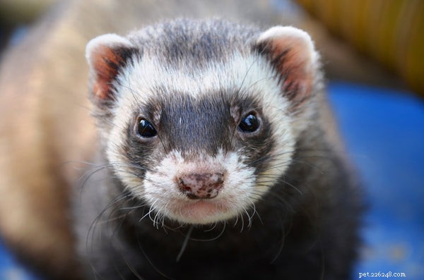 Maximizing Ferret Longevity: Expert Care Tips for a Healthy, Happy Life