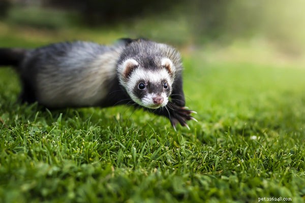 Maximizing Ferret Longevity: Expert Care Tips for a Healthy, Happy Life
