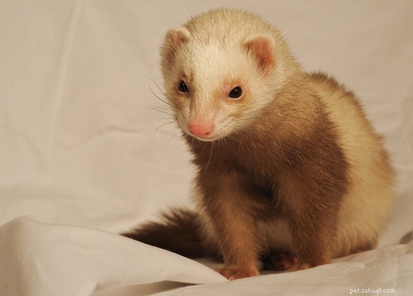 Maximizing Ferret Longevity: Expert Care Tips for a Healthy, Happy Life