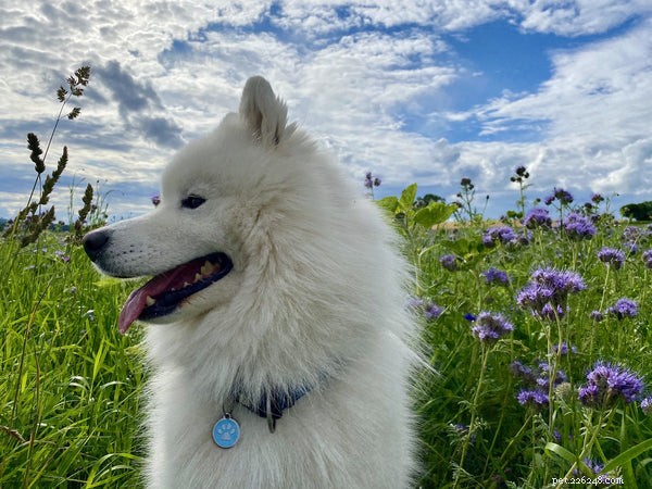 Samoyed Temperament Guide: Key Traits & Care for Prospective Owners