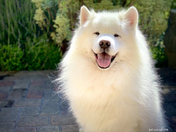 Samoyed Temperament Guide: Key Traits & Care for Prospective Owners