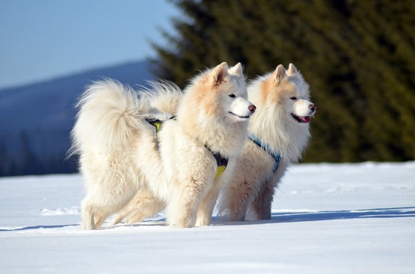Samoyed Temperament Guide: Key Traits & Care for Prospective Owners