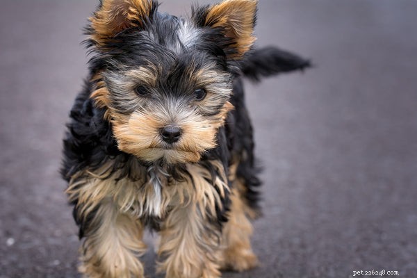 Yorkshire Terrier Puppies: Essential Care Tips & Temperament Guide