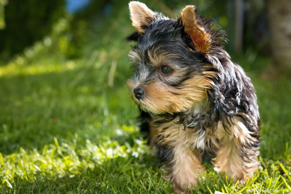 Yorkshire Terrier Puppies: Essential Care Tips & Temperament Guide