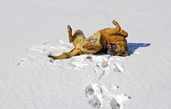 Understanding German Shepherd Temperament: Key Traits for Owners