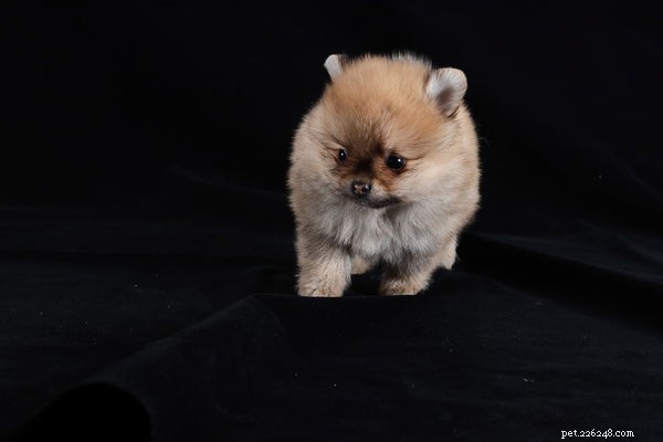 Mini Pomeranian: Essential Facts About the Tiny, Charming Breed
