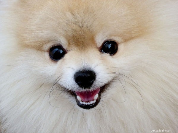 Mini Pomeranian: Essential Facts About the Tiny, Charming Breed