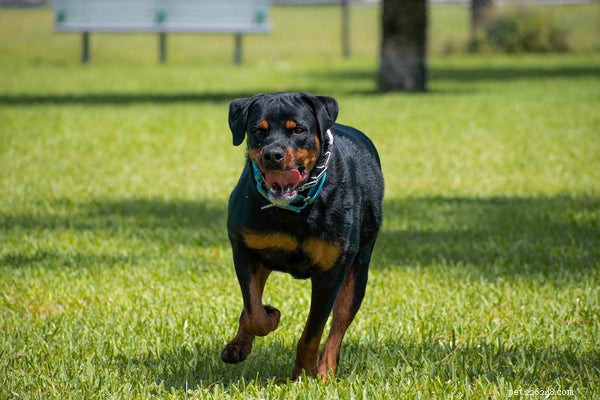 Understanding Rottweiler Temperament: What You Need to Know Before Adoption