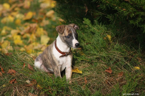 Discover the Whippet: A Complete Guide to This Elegant Breed