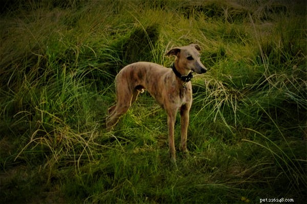 Discover the Whippet: A Complete Guide to This Elegant Breed