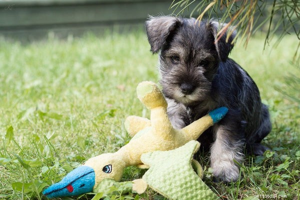 5 Expert Tips to Keep Your Miniature Schnauzer’s Coat Shiny and Healthy