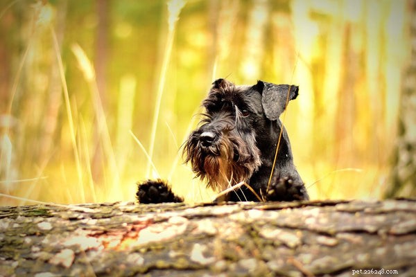 5 Expert Tips to Keep Your Miniature Schnauzer’s Coat Shiny and Healthy