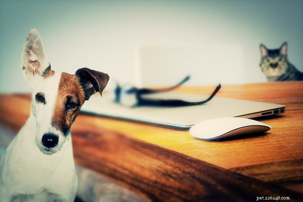 Which Is Smarter: Cats or Dogs? A Closer Look at Their Intelligence