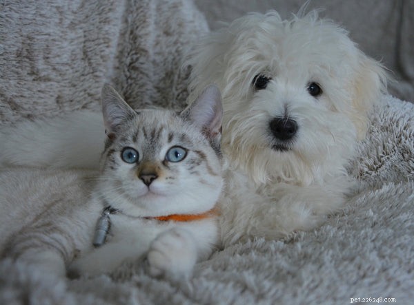 Which Is Smarter: Cats or Dogs? A Closer Look at Their Intelligence