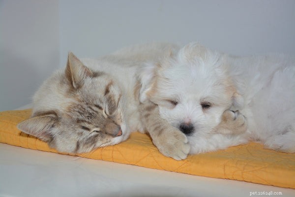 Which Is Smarter: Cats or Dogs? A Closer Look at Their Intelligence