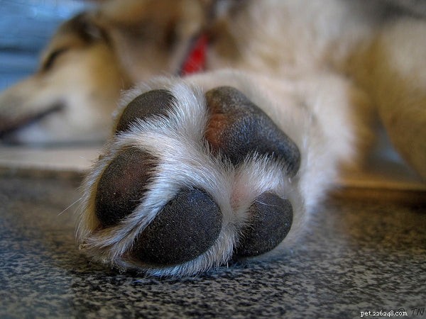 Dog Paw Care: Expert Tips for Healthy Paws