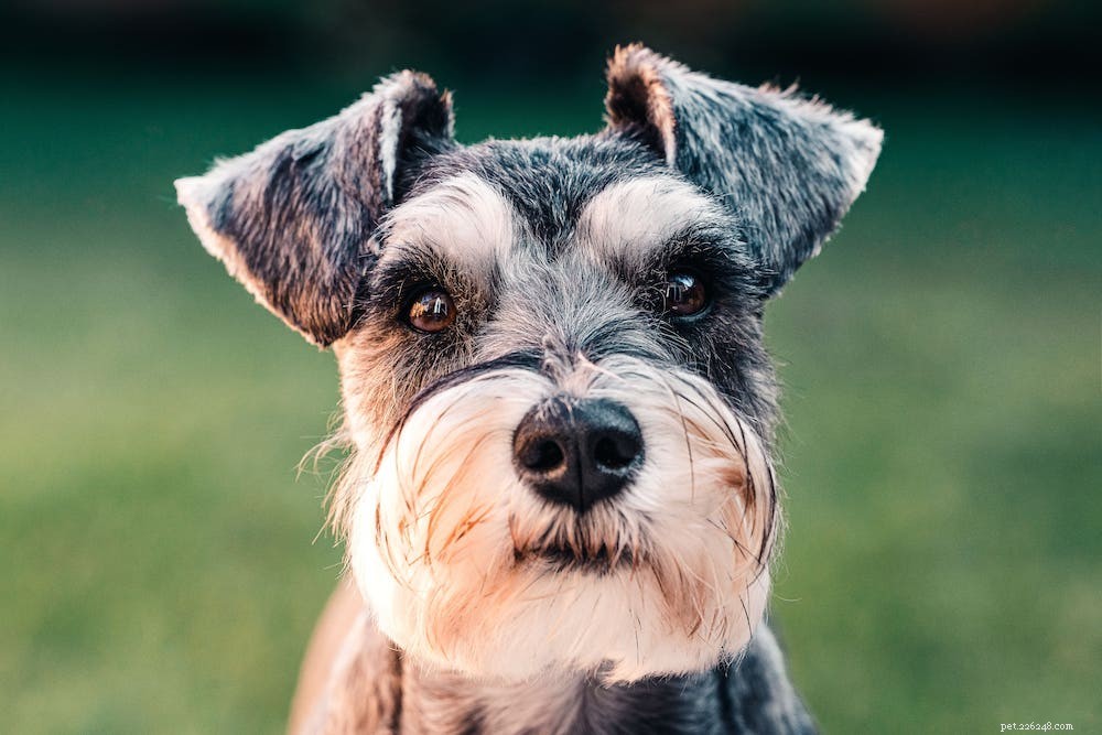 7 Proven Strategies to Reduce Itchiness in Miniature Schnauzers