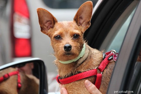 8 Proven Reasons Dogs Love Car Rides: Why Your Pup Can t Wait to Get in the Vehicle