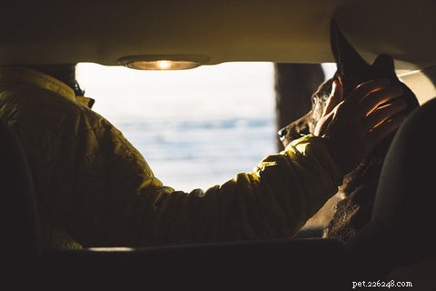 8 Proven Reasons Dogs Love Car Rides: Why Your Pup Can t Wait to Get in the Vehicle
