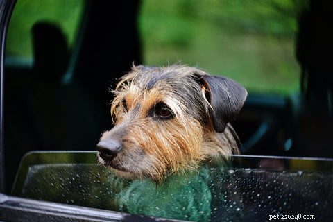 8 Proven Reasons Dogs Love Car Rides: Why Your Pup Can t Wait to Get in the Vehicle
