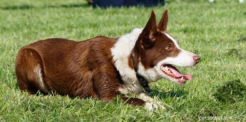 Train Your Dog to Stay: 6 Easy, Proven Steps