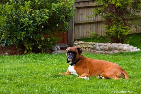 Train Your Dog to Stay: 6 Easy, Proven Steps
