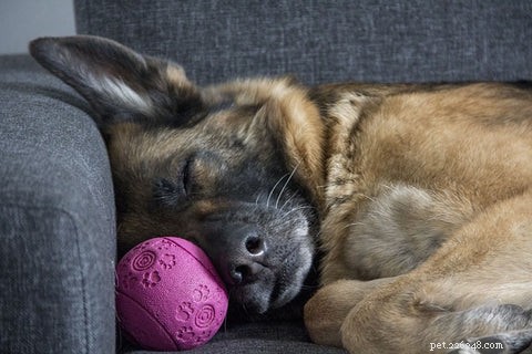 Why German Shepherds Make Excellent Family Dogs: Safe, Loyal, and Kid-Friendly