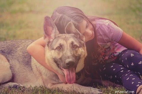 Why German Shepherds Make Excellent Family Dogs: Safe, Loyal, and Kid-Friendly