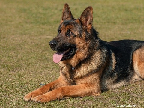 Why German Shepherds Make Excellent Family Dogs: Safe, Loyal, and Kid-Friendly