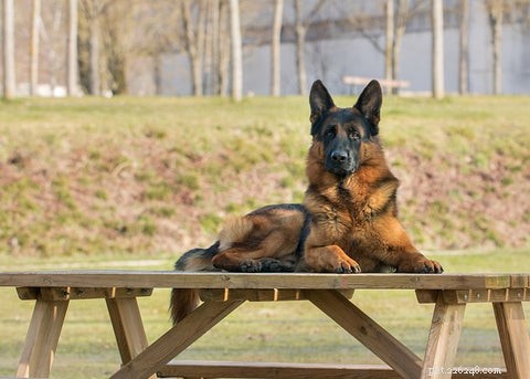 Why German Shepherds Make Excellent Family Dogs: Safe, Loyal, and Kid-Friendly