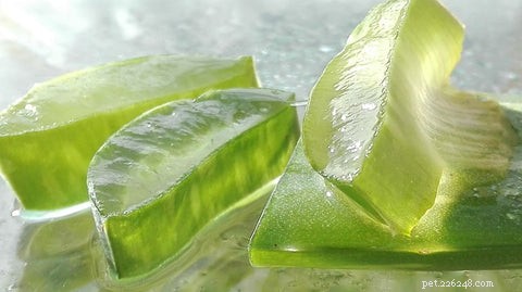 21 Proven Natural Remedies to Relieve Your Dog’s Allergies & Itching