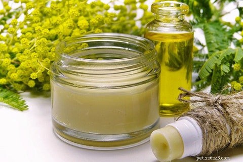 21 Proven Natural Remedies to Relieve Your Dog’s Allergies & Itching