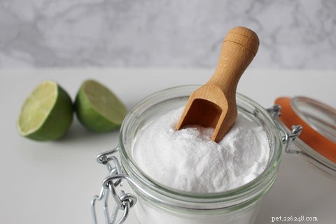 21 Proven Natural Remedies to Relieve Your Dog’s Allergies & Itching