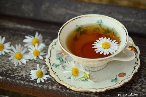 21 Proven Natural Remedies to Relieve Your Dog’s Allergies & Itching