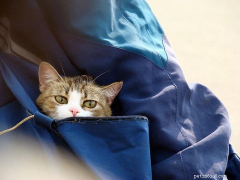 5 Expert Steps to Help Your Cat Seamlessly Adapt to a New Home