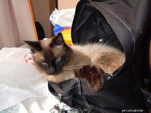 5 Expert Steps to Help Your Cat Seamlessly Adapt to a New Home