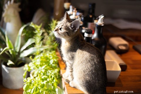 5 Expert Steps to Help Your Cat Seamlessly Adapt to a New Home