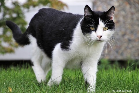 5 Expert Steps to Help Your Cat Seamlessly Adapt to a New Home