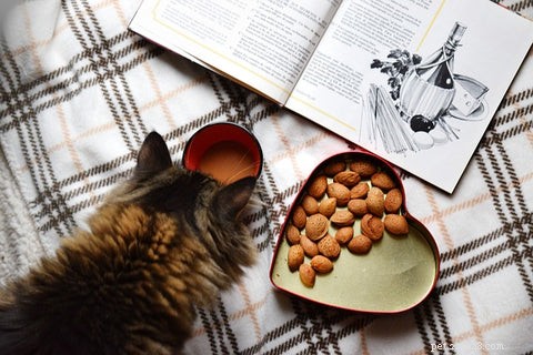5 Expert Steps to Help Your Cat Seamlessly Adapt to a New Home